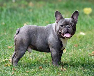 French Bulldog Köpek karakteristik özellikleri
