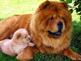 Chow Chow köpeği özellikleri, tarihçesi ve karakter yapısı