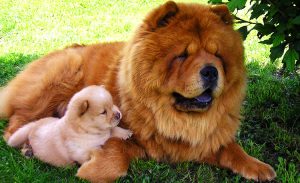 Chow Chow köpeği özellikleri, tarihçesi ve karakter yapısı