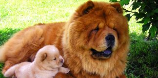 Chow Chow köpeği özellikleri, tarihçesi ve karakter yapısı