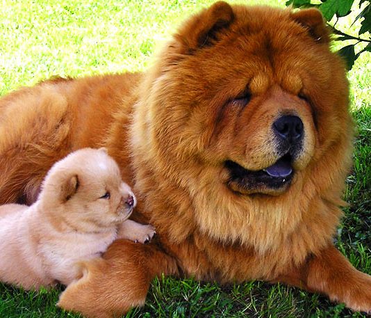 Chow Chow köpeği özellikleri, tarihçesi ve karakter yapısı