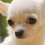 Chihuahua köpeği özellikleri