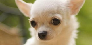 Chihuahua köpeği özellikleri