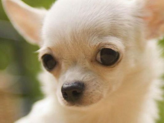 Chihuahua köpeği özellikleri