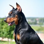 Doberman köpeği özellikleri, tarihçesi ve karakter yapısı