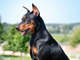 Doberman köpeği özellikleri, tarihçesi ve karakter yapısı