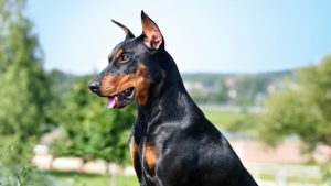 Doberman köpeği özellikleri, tarihçesi ve karakter yapısı