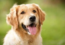 Golden Retriever köpeği özellikleri, tarihçesi ve karakter yapısı