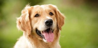 Golden Retriever köpeği özellikleri, tarihçesi ve karakter yapısı