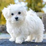 Maltese terrier köpeği özellikleri, tarihçesi ve karakter yapısı