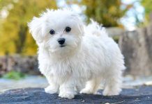 Maltese terrier köpeği özellikleri, tarihçesi ve karakter yapısı