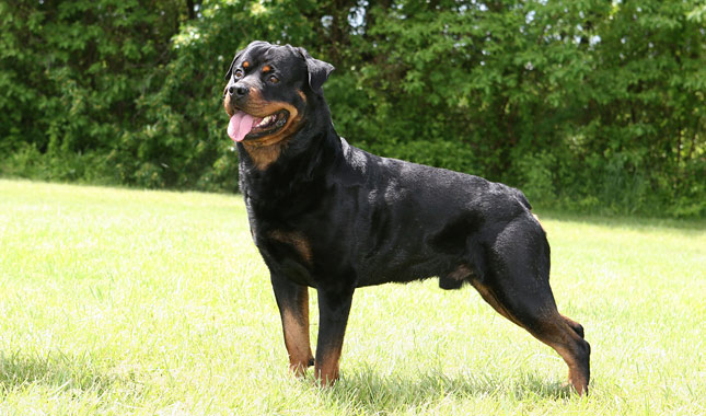 Rottweiler (Rotvaydır) köpeği özellikleri, tarihçesi ve karakter yapısı