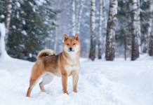 Shiba Inu köpeği özellikleri, tarihçesi ve karakter yapısı