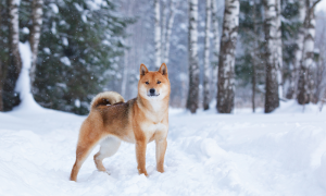 Shiba Inu köpeği özellikleri, tarihçesi ve karakter yapısı