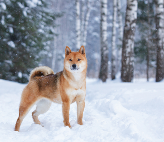 Shiba Inu köpeği özellikleri, tarihçesi ve karakter yapısı