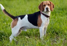 Beagle köpeği özellikleri, bakımı, beslenmesi