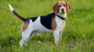 Beagle köpeği özellikleri, bakımı, beslenmesi