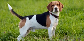 Beagle köpeği özellikleri, bakımı, beslenmesi