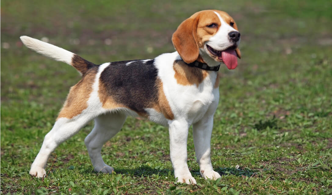 Beagle cinsi köpekler ne kadar yaşar?