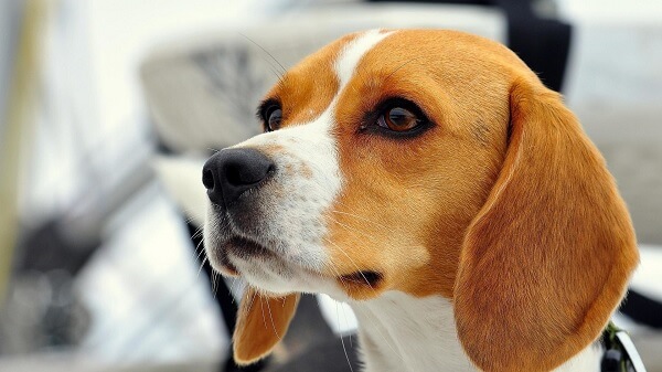 Beagle köpeklerin tarihçesi