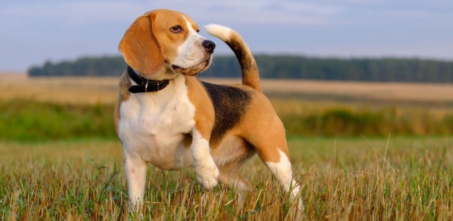 Beagle köpeklerin tarihçesi