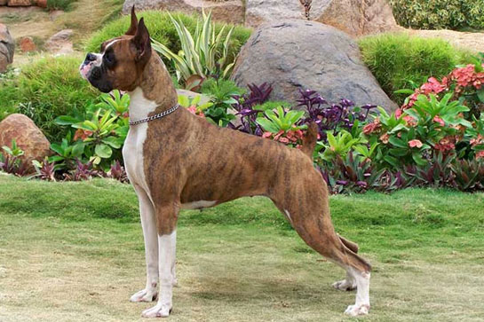 Boxer köpeği özellikleri, tarihçesi ve karakter yapısı