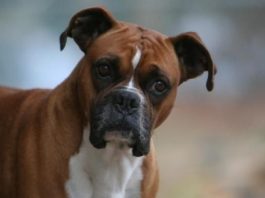 Boxer köpeği özellikleri, tarihçesi ve karakter yapısı