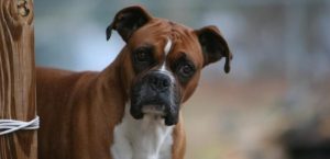 Boxer köpeği özellikleri, tarihçesi ve karakter yapısı