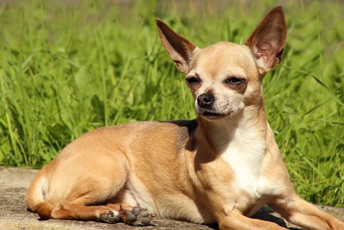 Chihuahua köpeği bakım
