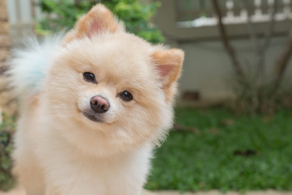 Pomeranian köpeği karakter özellikleri