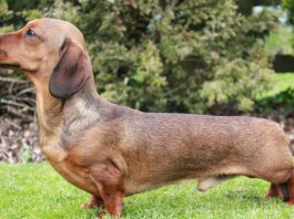 Dachshund köpeği özellikleri