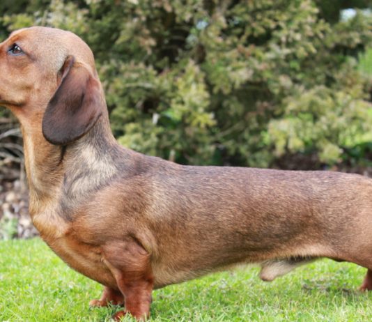 Dachshund köpeği özellikleri