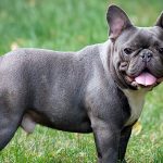 French Bulldog Köpek Eğitimi