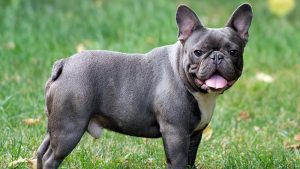 French Bulldog Köpek Eğitimi