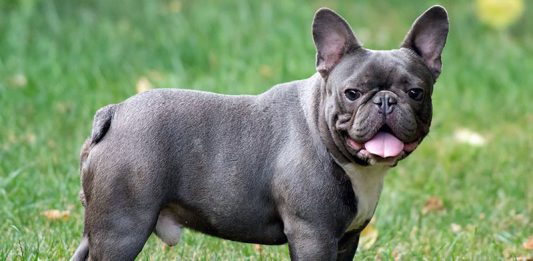 French Bulldog Köpek Eğitimi