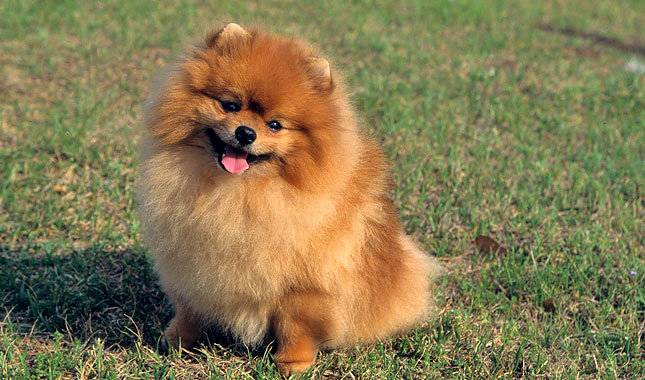 Pomeranian köpeği evde beslenir mi?