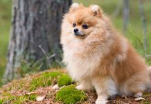 Pomeranian köpeği özellikleri, tarihçesi ve karakter yapısı
