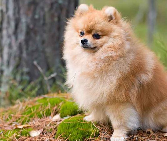 Pomeranian köpeği özellikleri, tarihçesi ve karakter yapısı