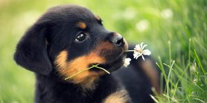 Rottweiler (Rotvaydır) köpeği özellikleri, tarihçesi ve karakter yapısı