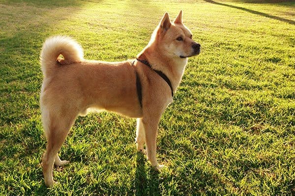 Shiba Inu köpeği özellikleri, tarihçesi ve karakter yapısı
