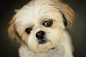 Shih Tzu köpeği özellikleri, tarihçesi ve karakter yapısı