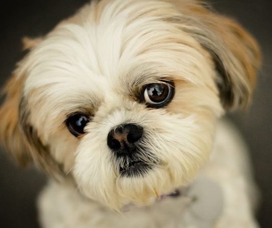 Shih Tzu köpeği özellikleri, tarihçesi ve karakter yapısı