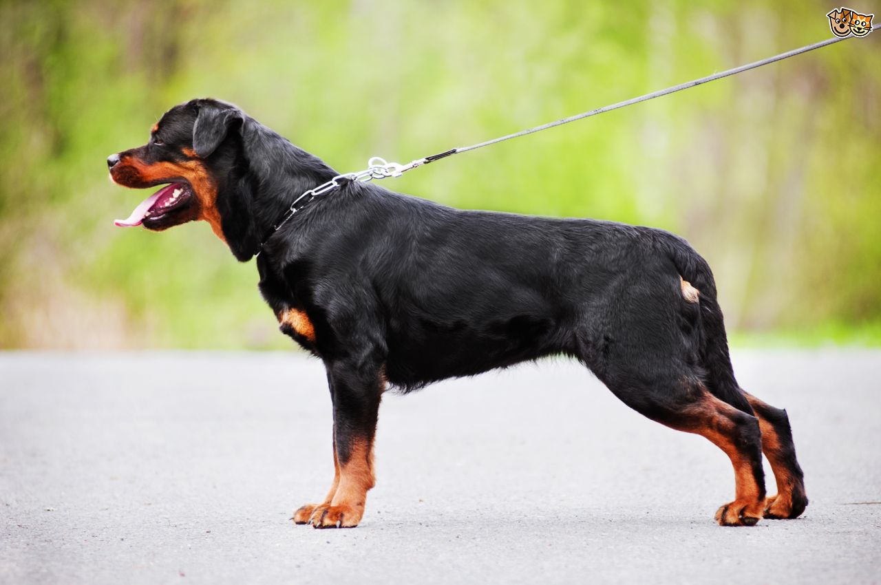 Rottweiler (Rotvaydır) köpeği özellikleri, tarihçesi ve karakter yapısı