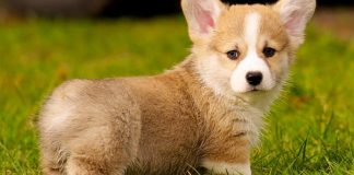 Welsh Corgi köpeği özellikleri, tarihçesi ve karakter yapısı