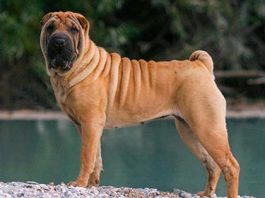 Shar Pei köpeği özellikleri, tarihçesi ve karakter yapısı