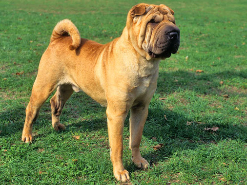 Shar Pei köpeği özellikleri, tarihçesi ve karakter yapısı