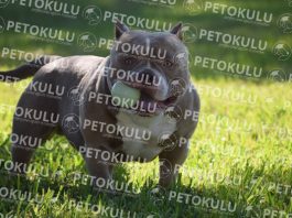 Amerikan Bully köpeği bakımı