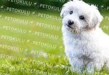 Bichon Frise köpeği özellikleri, tarihçesi ve karakter yapısı