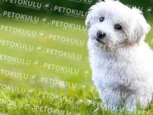Bichon Frise köpeği özellikleri, tarihçesi ve karakter yapısı