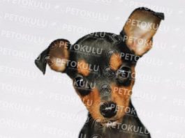 Minyatür Pinscher köpeği özellikleri, tarihçesi ve karakter yapısı